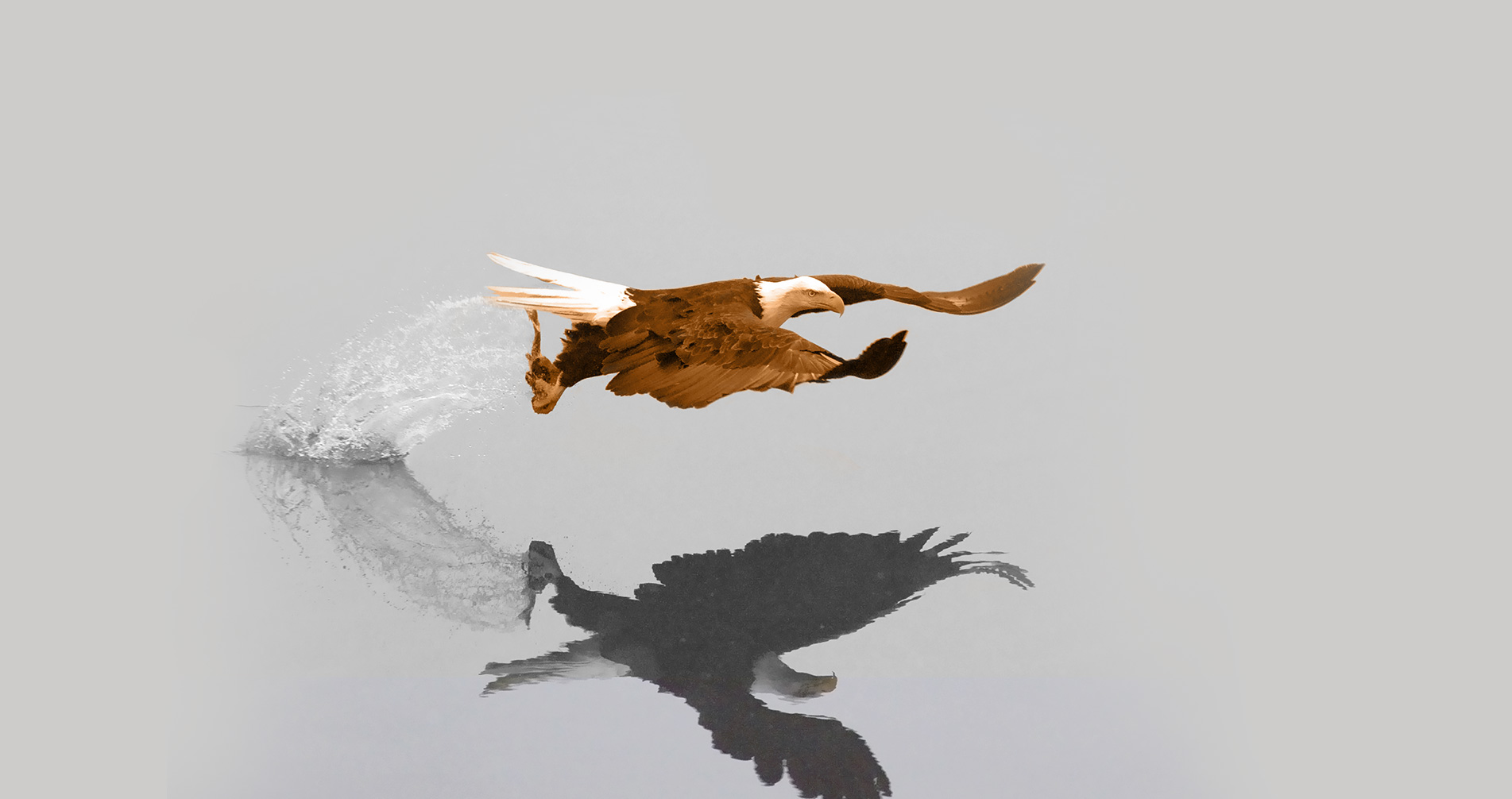A bald eagle taking flight across still water